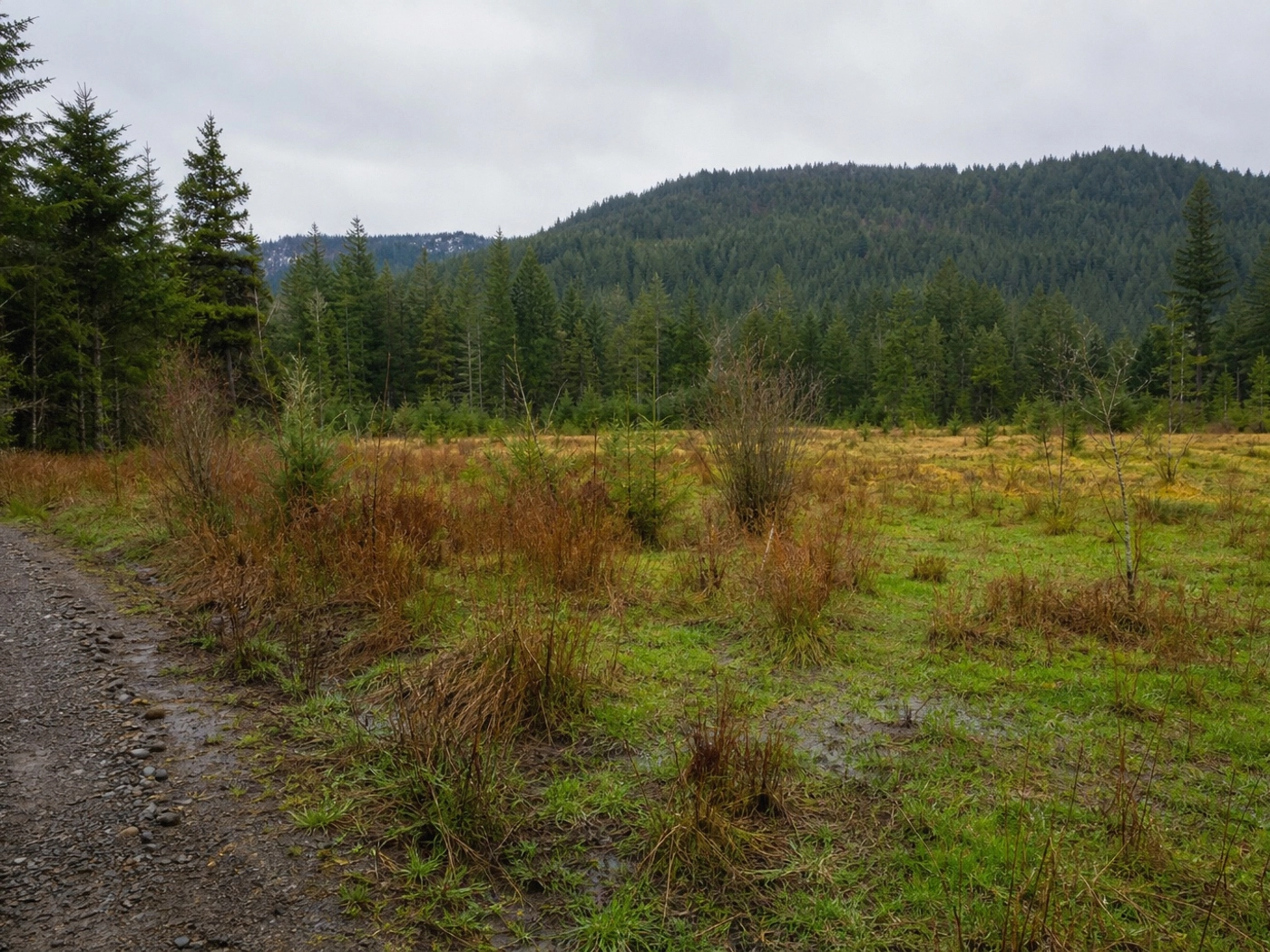 Timber Acreage in Chelan